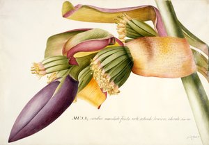 PD.117-1973f.19 Maua ya Mti wa Ndizi (Musa candice maculato fructo) (wc und gouache kwenye vellum)swed av Georg Dionysius Ehret